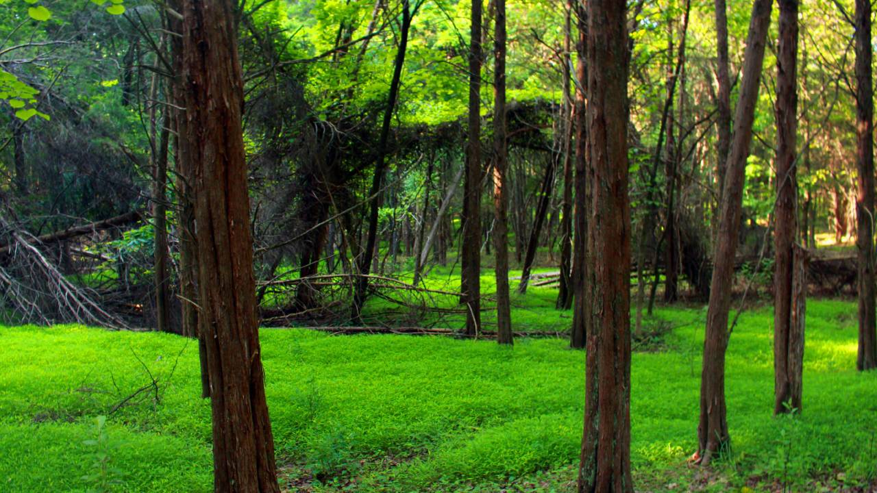 You are currently viewing Way to make Trees grow Faster